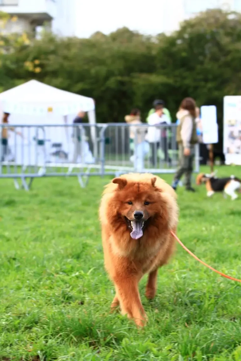 Chien au Dog Fest et bien-être canin