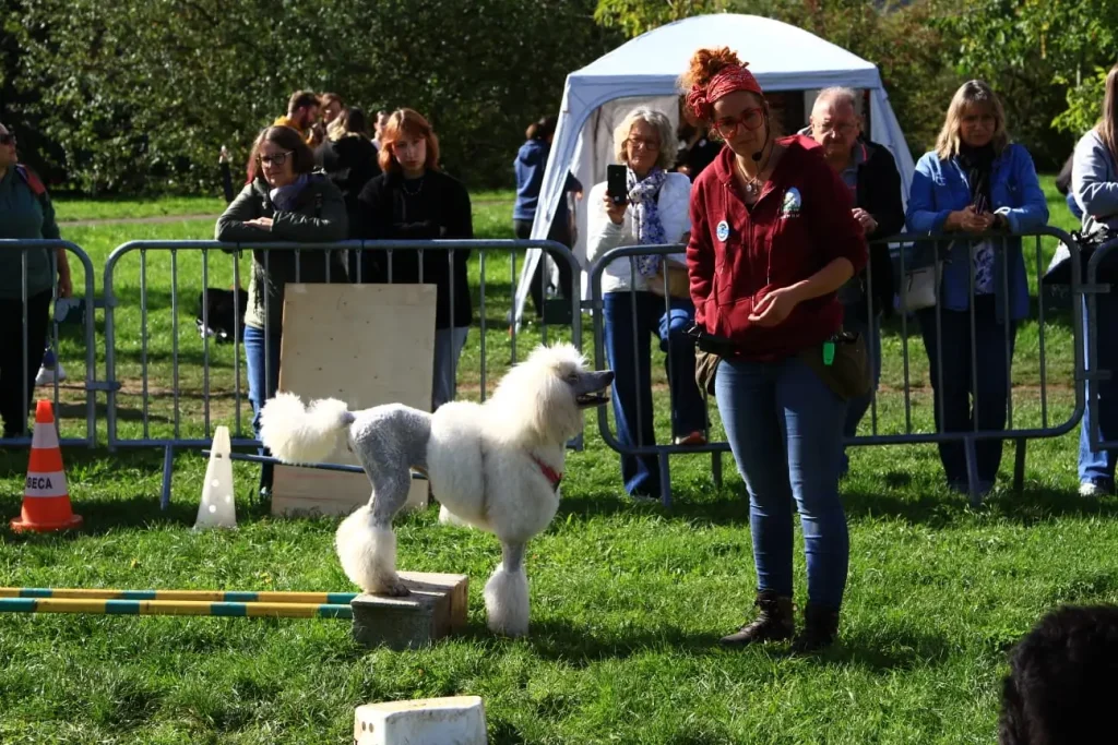 Démonstration canine pendant le Dog Fest