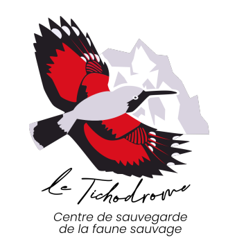 Logo du Tichodrome, centre de sauvegarde de la faune sauvage